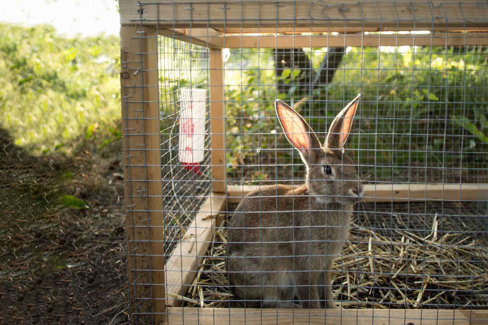 DIY Rabbit Hutch Plans: Step-by-Step Guide To Building A Spacious And Cozy Home For Your Bunny