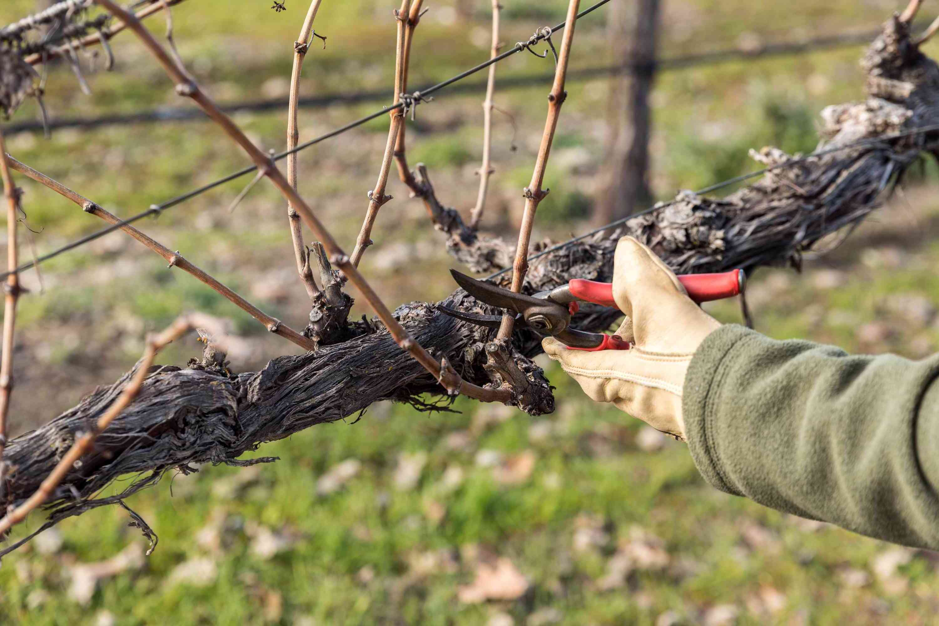 DIY Grape Trellis: Step-by-Step Guide To Building Your Own Vine Support System